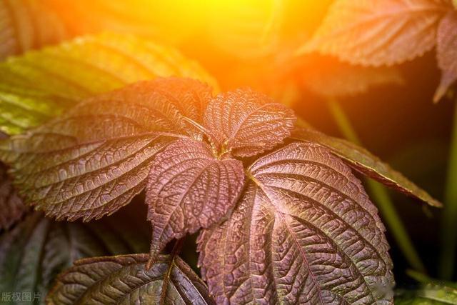 下周夏至:最耗阳气的时节,记得多吃3个食物,泄掉寒湿平安度夏
