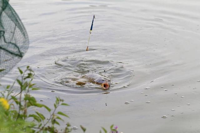 夏天雨季钓鱼必备攻略,出钓时机、钓位轻松选择!鱼获更多!