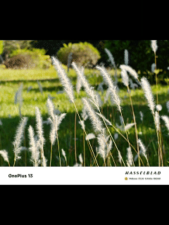 一加13影像评测:敢堆料、超Pro、真旗舰体验!