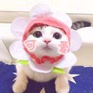 樱桃酸酸也甜甜