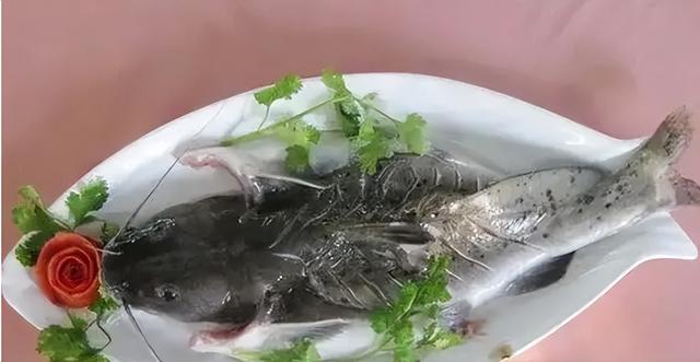 有毒的“淡水鱼王”：以前卖到8000元一条，现在却吓退无数钓鱼佬