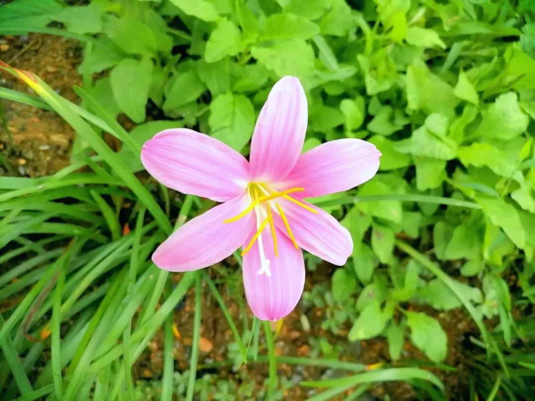 湖北小县城生活实录:我撩了三个月的美女,竟然是我表妹