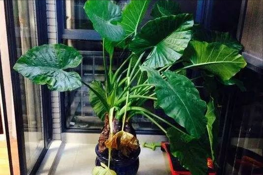 58岁大叔尿酸高,半年后体检确诊肾衰竭,医生:这三个坏习惯害的