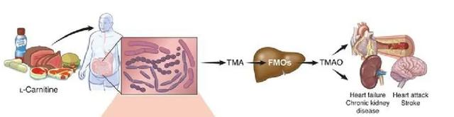 最新研究发现：吃多了猪牛羊肉，肾功能衰退加速！