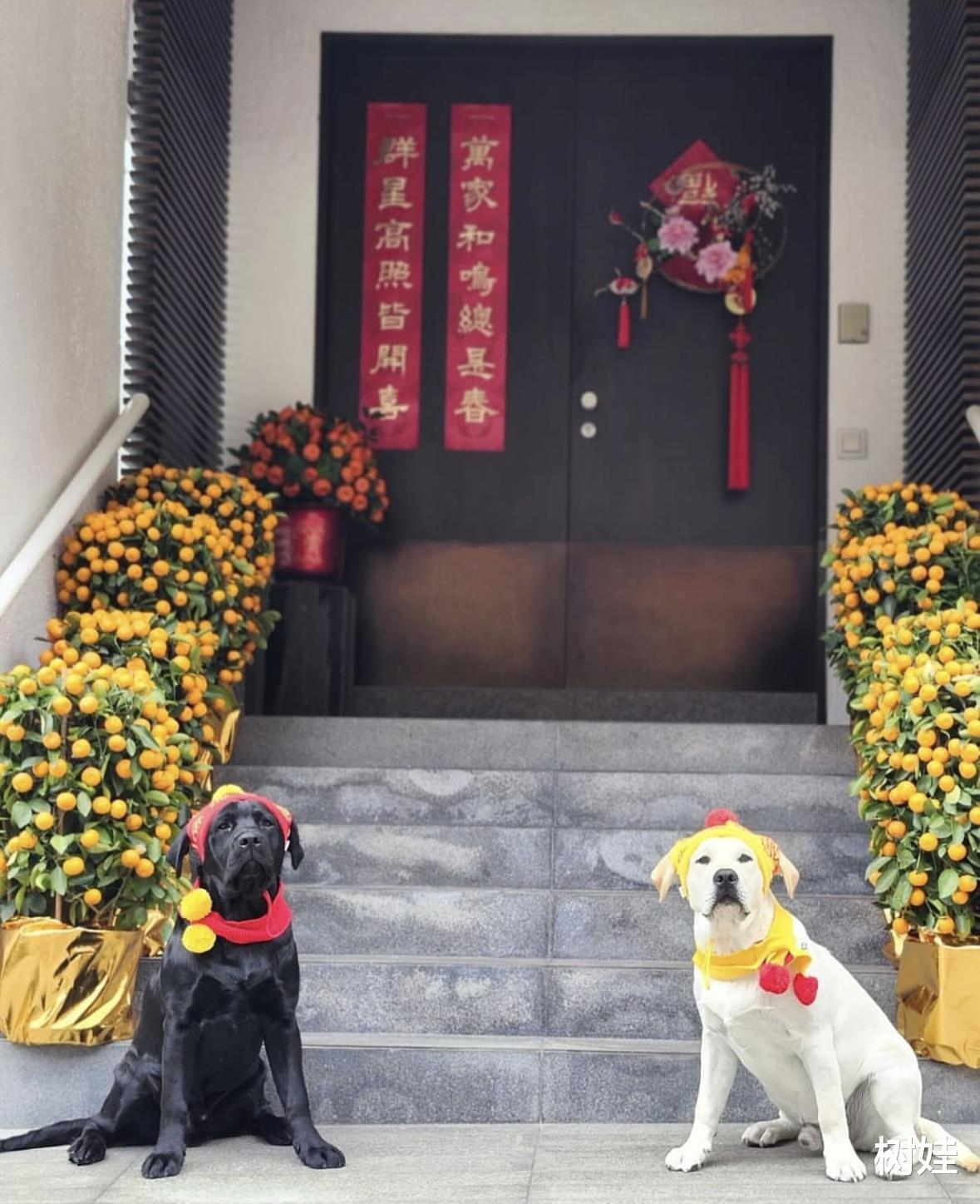 刘嘉玲在两亿豪宅过年，与两只狗在家接财神，大门够气派摆满金桔