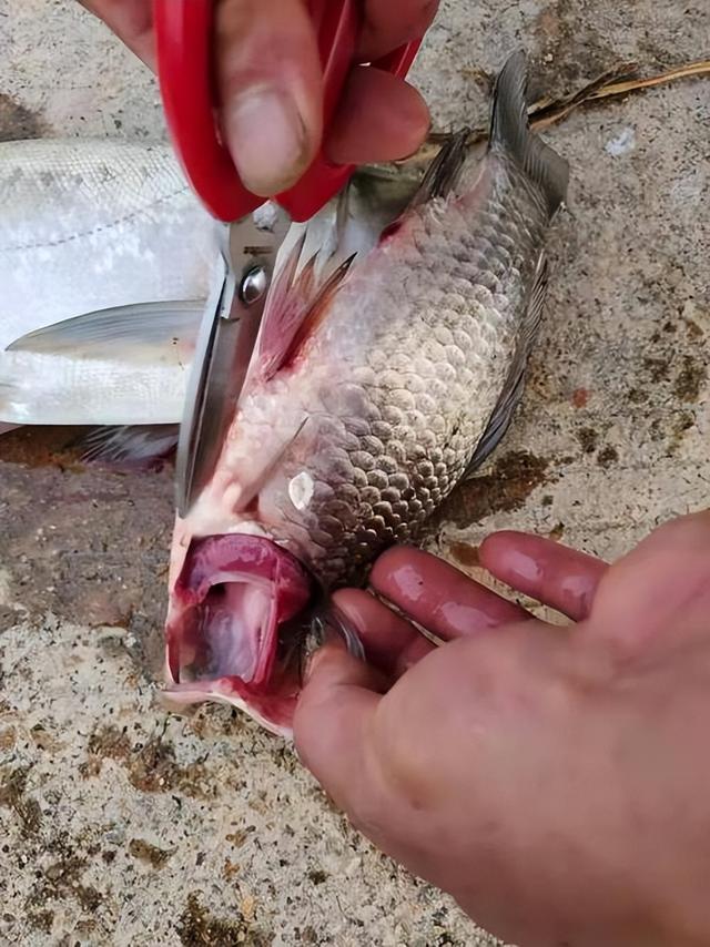 浑身都是“寄生虫”的5种鱼，卖鱼老板自己从来不吃，白送也别要