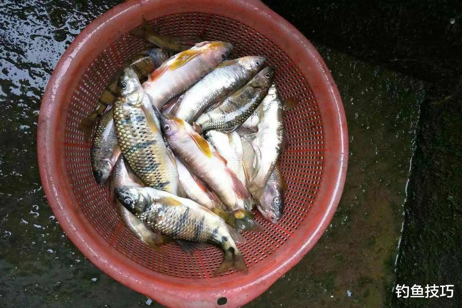 野钓溪流的5个要领，溪流钓的核心知识点