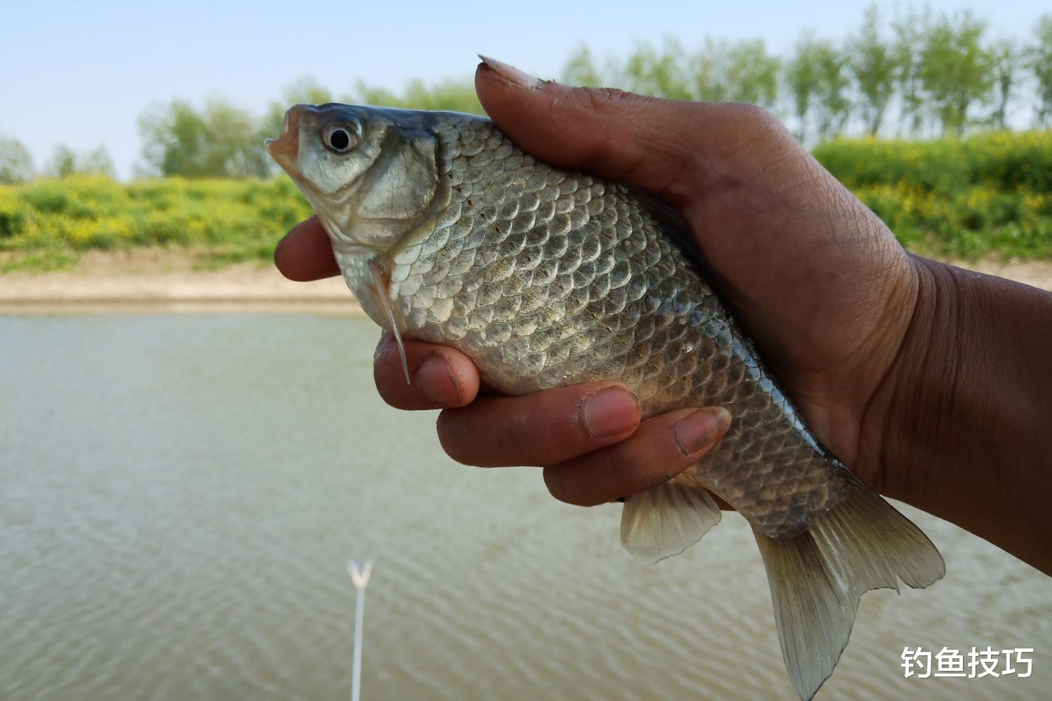 春季鱼上滩的5个规律,钓鲫鱼和鲤鱼都适用