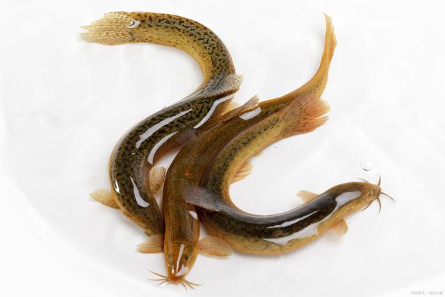 入秋后,男人饮食别太节俭,多吃5种“软黄金”,精力充沛身体棒