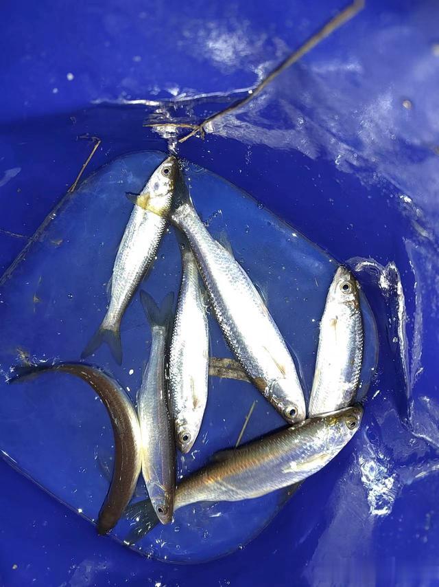 钓鱼日记——2024年3月4日（西玉河出水口夜钓）