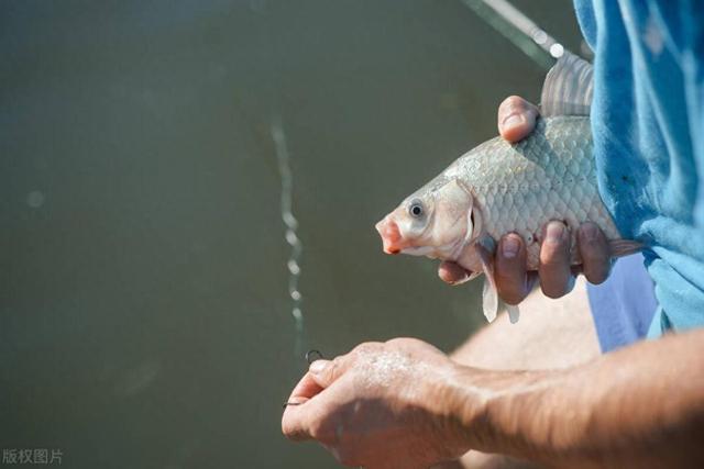 野钓！窝子冒泡泡，鱼就是不吃饵！嘿嘿！鱼没找到鱼钩吃个锤子！