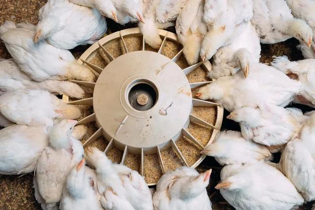 5元一斤洋鸡蛋和12元一斤的土鸡蛋，到底哪个好？很多人都选错了