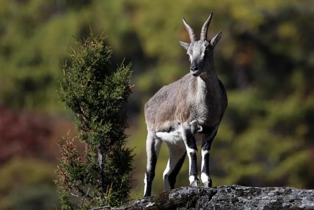 不到1.4萬！RF200-800大炮你心動嗎？