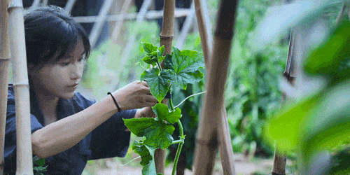 李子柒的院子,才是最理想的“豪宅”,网友:宇宙的尽头是农村