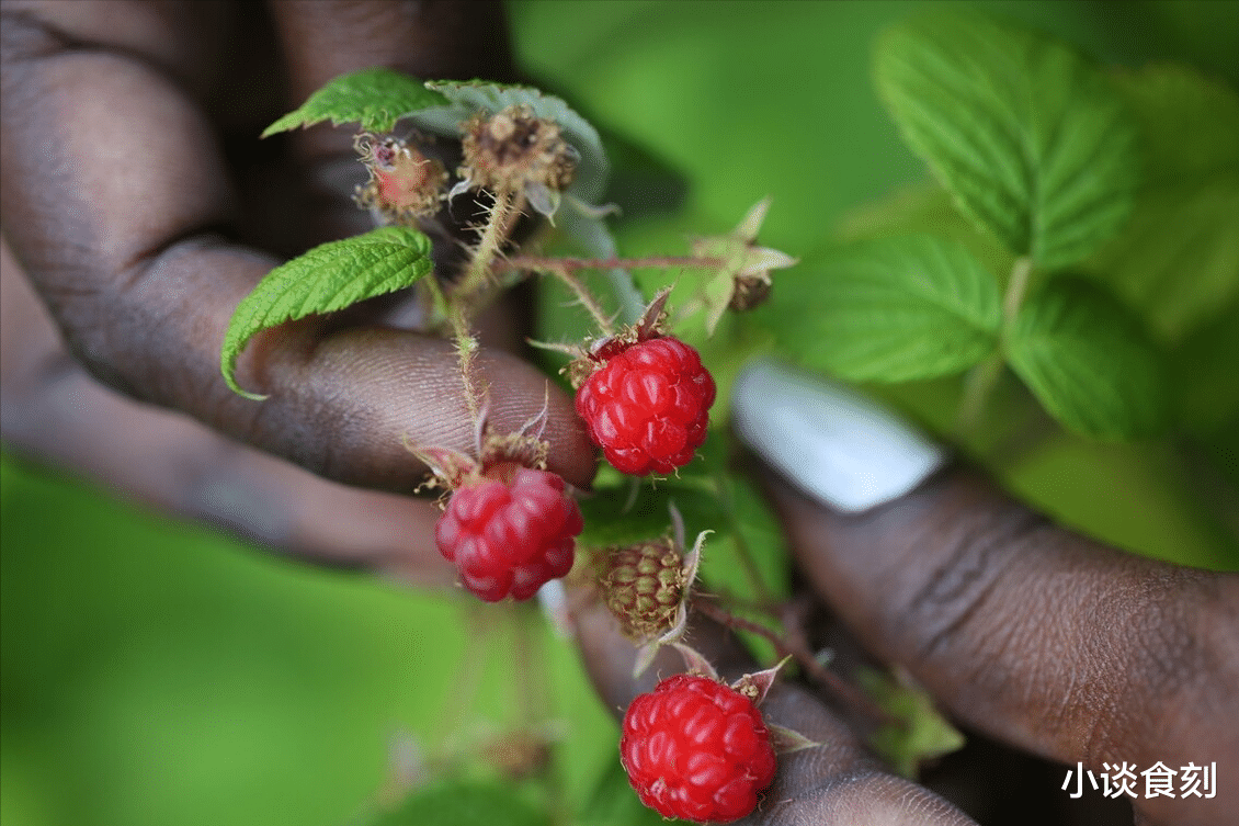 “谷雨尝三鲜，羡煞活神仙”，4月19日谷雨，3鲜指啥？可别错过了