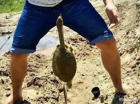 野钓黄河甲鱼，只需要掌握3点要素，“三黄鳖”跑不了