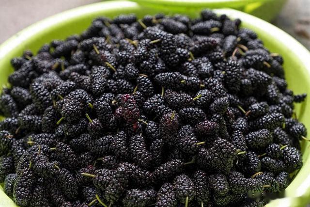 桑葚别用盐水泡,等于吃虫卵,教你一招,虫卵全跑光,吃着更放心