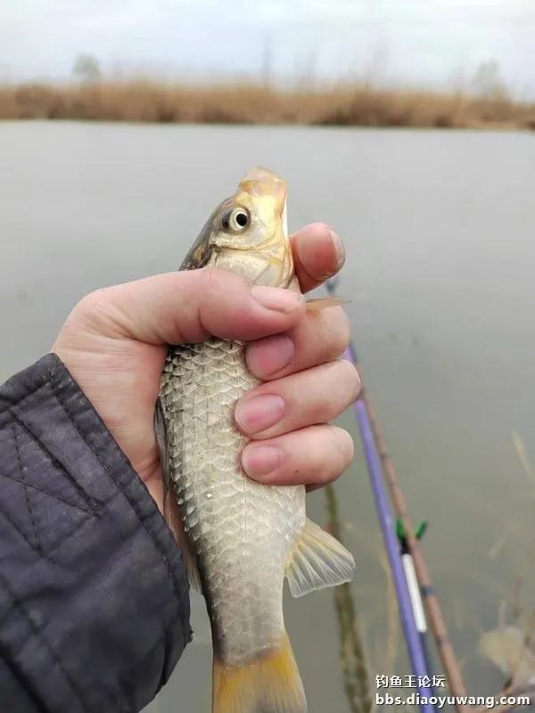 地狱猫助我大爆护