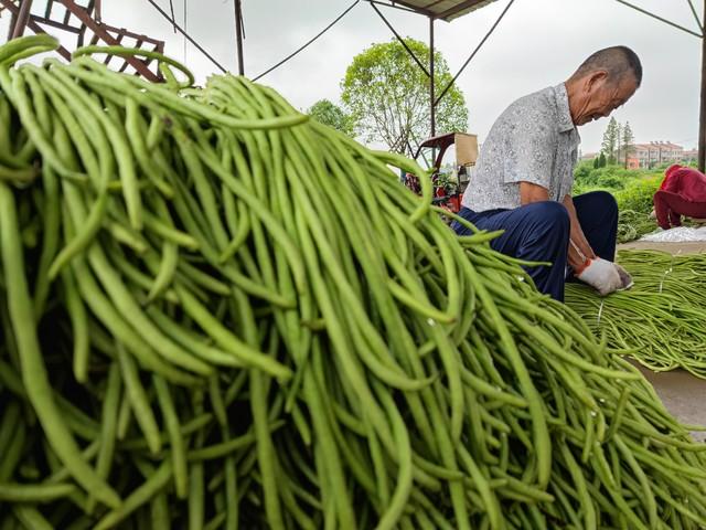豇豆是尿酸的“提速器”？劝告：要想关节健康，少吃这3物