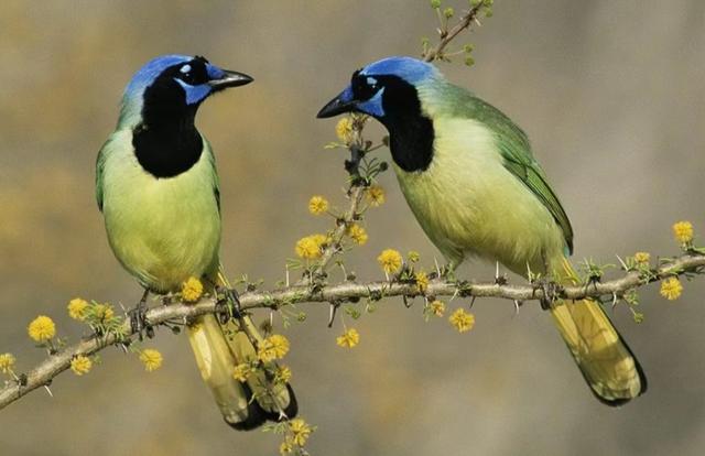 二月二龙抬头,二月初一更讲究:吃3样做3事忌3事,老传统别丢