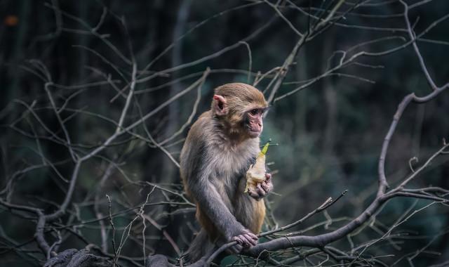 生肖猴最不顺的3个年龄段，职场低谷，钱财难留，压力巨大