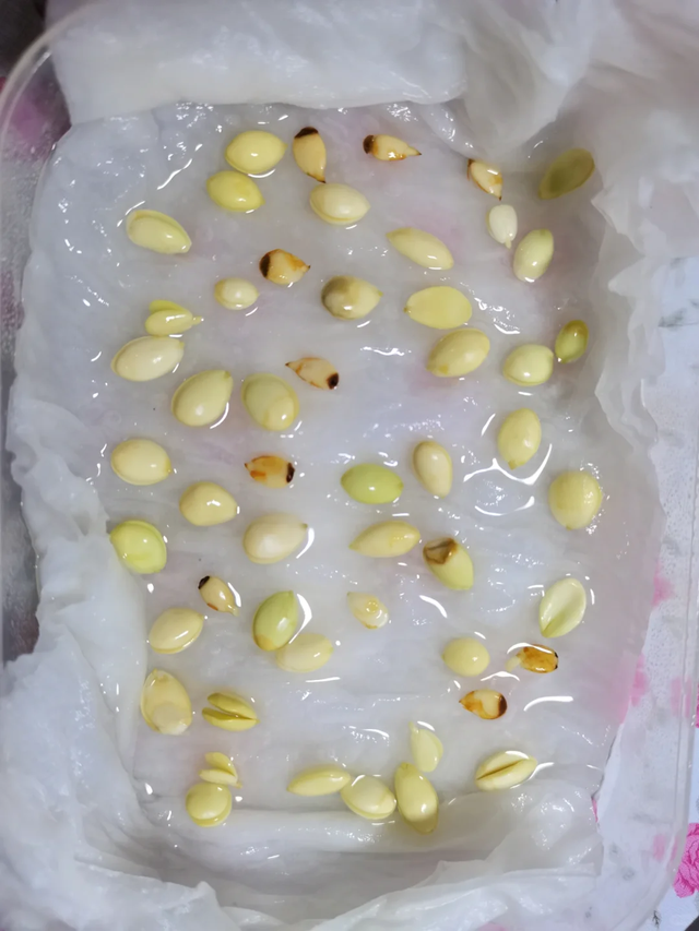 吃完的4种“水果核”先别扔，丢进花盆里，15天拥有一个小森林！