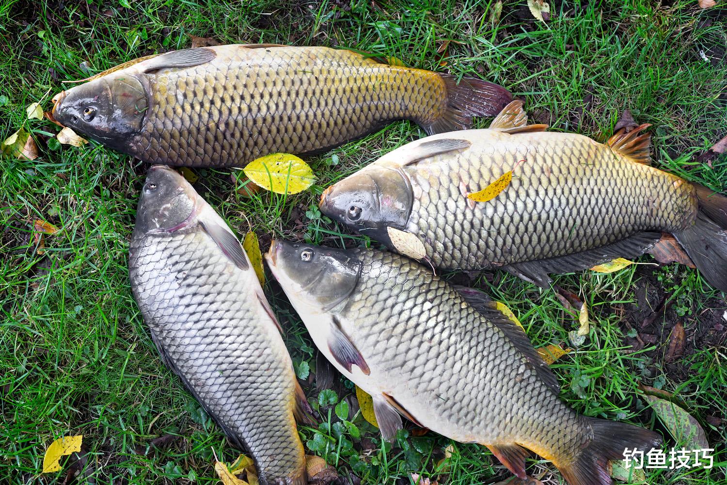野钓大鲤鱼窝料的制作方法，大鲤鱼很喜欢