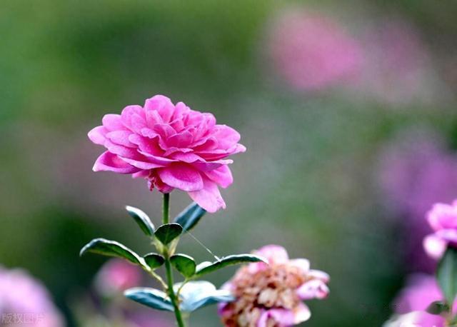 明天开始好运成双，职场开挂的星座，吉星高照，收获满满