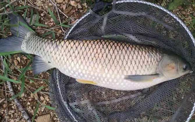 春天钓鱼不难，只要掌握这些误区和技巧，让鱼儿主动上钩！