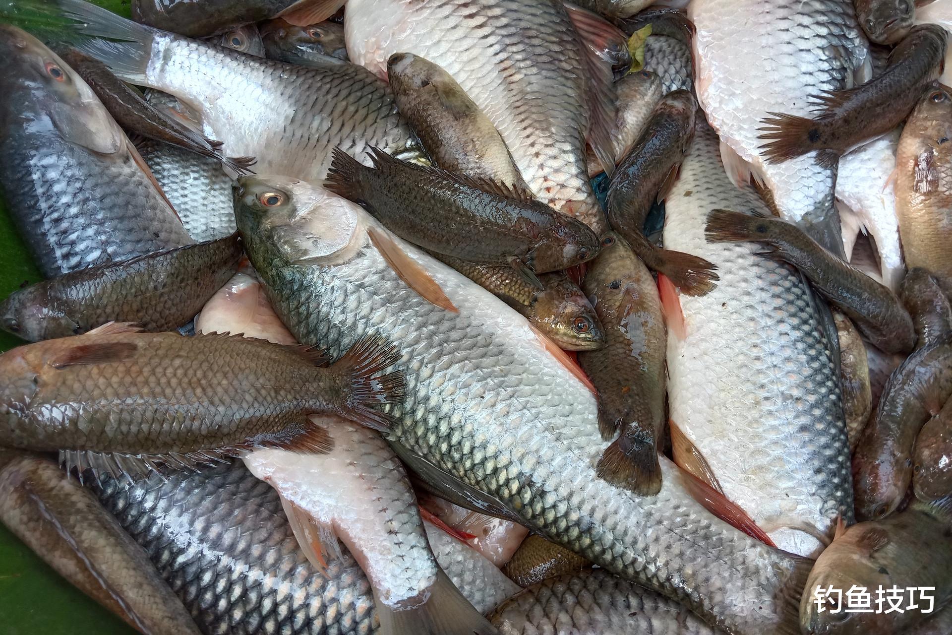 野钓窝料不留鱼的4个原因,改善留鱼效果