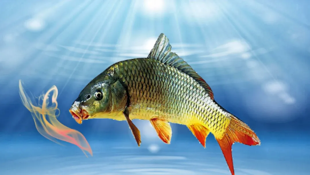 钓鱼诱鱼剂种类与使用指南，学会之后多钓鱼 ，建议大家收藏！