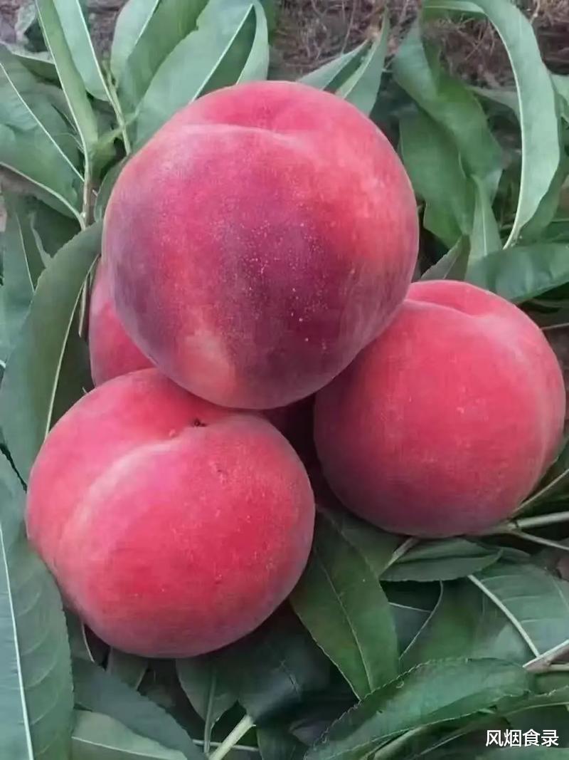 中国哪里的“桃”最好吃？经过评选，这10个地方上榜，有你家乡吗