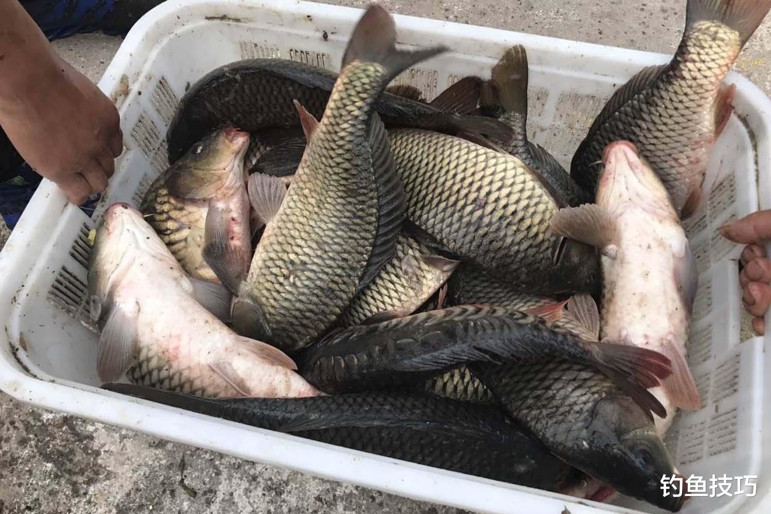 滑口鲤鱼的5个觅食特点,钓滑口鲤鱼的关键