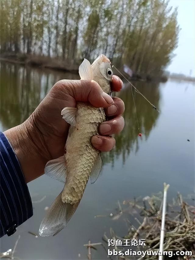 带上地狱猫，野钓有大鲫