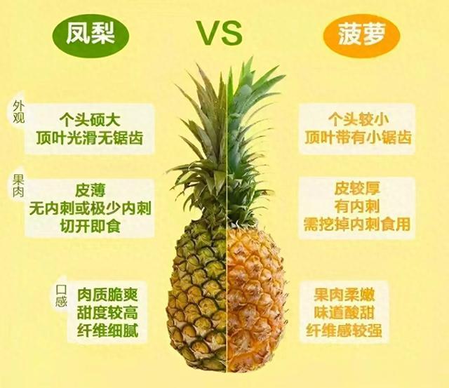 菠萝大量上市，凤梨和菠萝到底有何区别？一分钟带你了解清楚