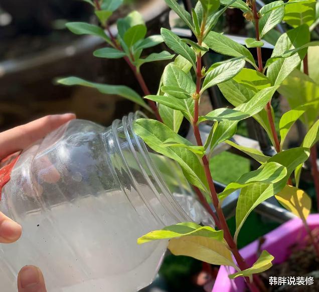 淘米水千万别倒掉，加入酵母粉，有神奇的效果，解决生活的大麻烦