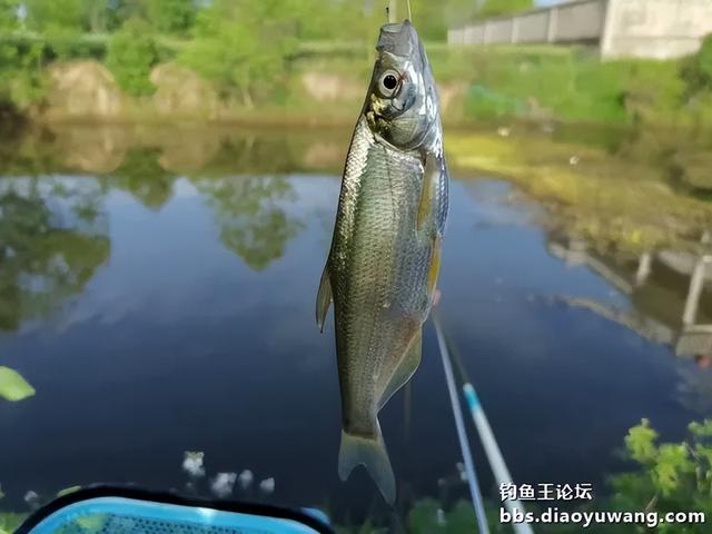 春之游钓，逸趣盎然