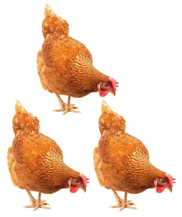 “一个榴莲顶3只鸡”？减脂期就该这样吃榴莲！