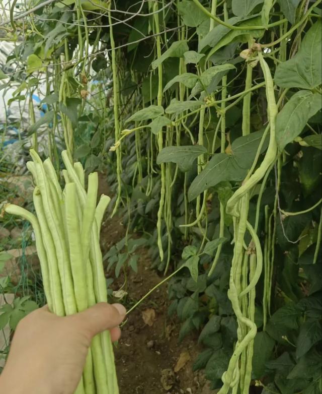 豆橛子，你到底有什么魔力啊？？？