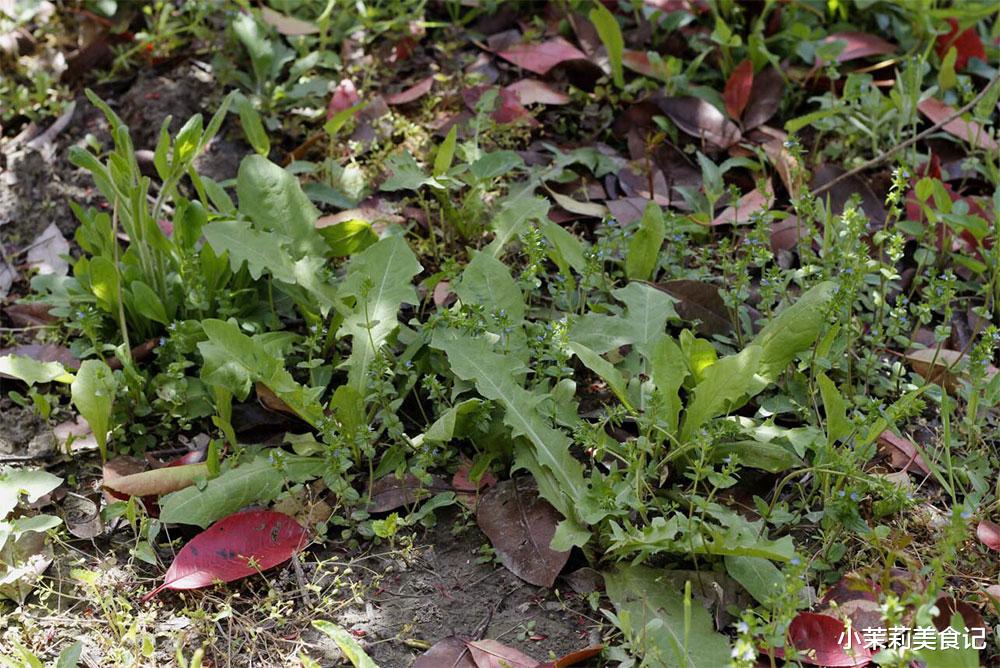 “惊蛰3不吃,吃了春难安”,指啥?3月5惊蛰,叮嘱家人要管住嘴