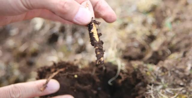 曾经很火，如今跌落神坛的7种“天价神药”，你买过几种？