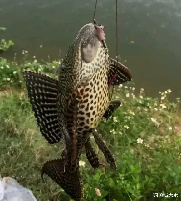 看了很上头!“清道夫”被做成美食,靠“吃”能解决泛滥的难题吗?