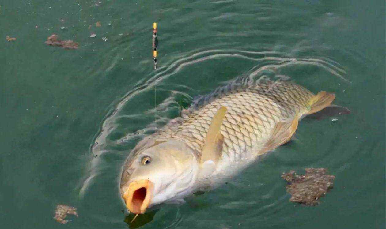 春末户外垂钓指南:掌握钓鲤鱼必备技巧 ,能够吸引更多的鲤鱼上钩