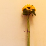 飞阳评生活很享受的