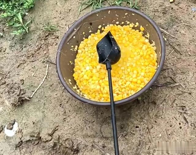 嫩玉米诱鱼太慢？稍微加工一下再用，大草鱼特别喜欢
