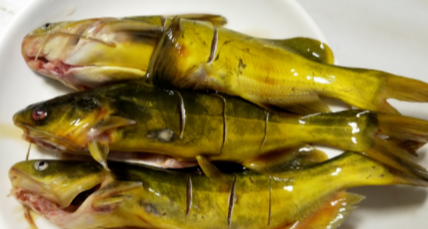 |这种黄骨鱼不建议吃,很多人还在买