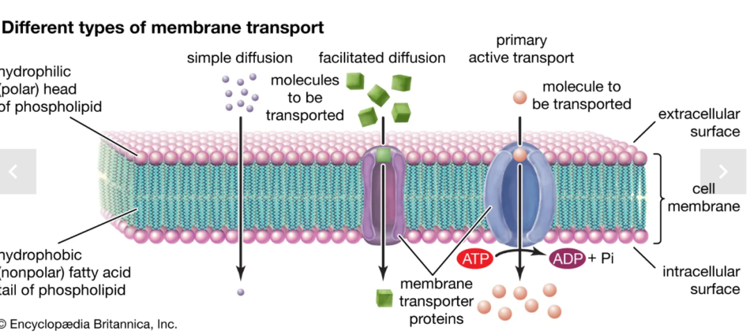把名媛体质的女儿硬生生培养成擦女,这波真的是网友错怪她了?