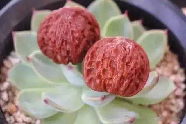 文玩要想有迷人包浆其实很简单！