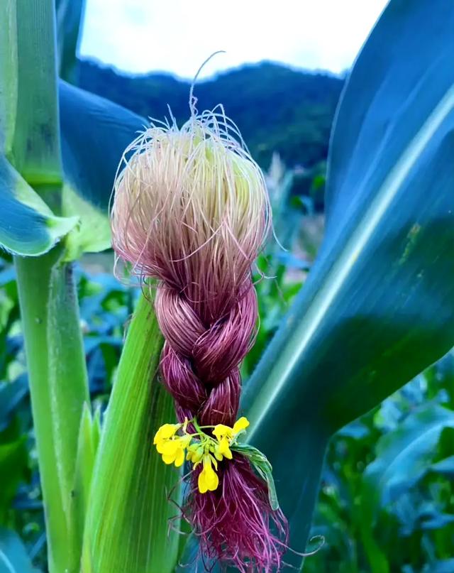 田野发型师\uD83D\uDE0D