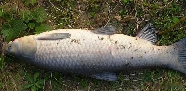 四大家鱼之首的青鱼,为何被称为“索命鱼”?它到底有啥可怕之处